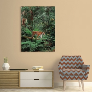 Tableau sur toile. Pangea Images, Tigre dans la jungle