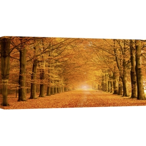Wall art print and canvas. Pangea Images, Woods in autumn