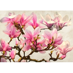 Wall art print, canvas, poster. Magnolia Branch (neutral)