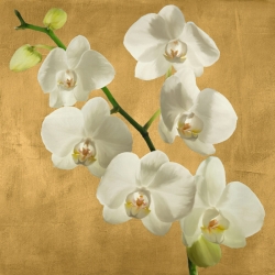 Cuadros en lienzo. Andrea Antinori, Orquídeas en fondo dorado I