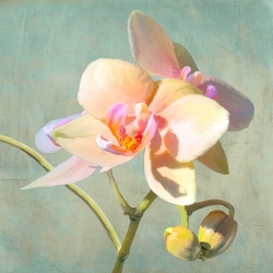 Cuadro flores modernos, orquídeas. Luca Villa, Jewel Orchids II