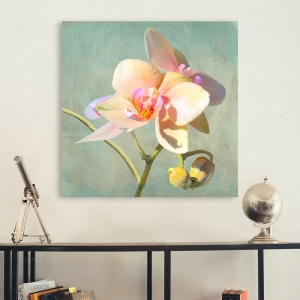 Wall art print and canvas. Luca Villa, Jewel Orchids II