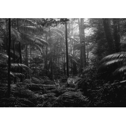 Tableau photo noir et blanc. Pangea Images, Léopard dans la jungle