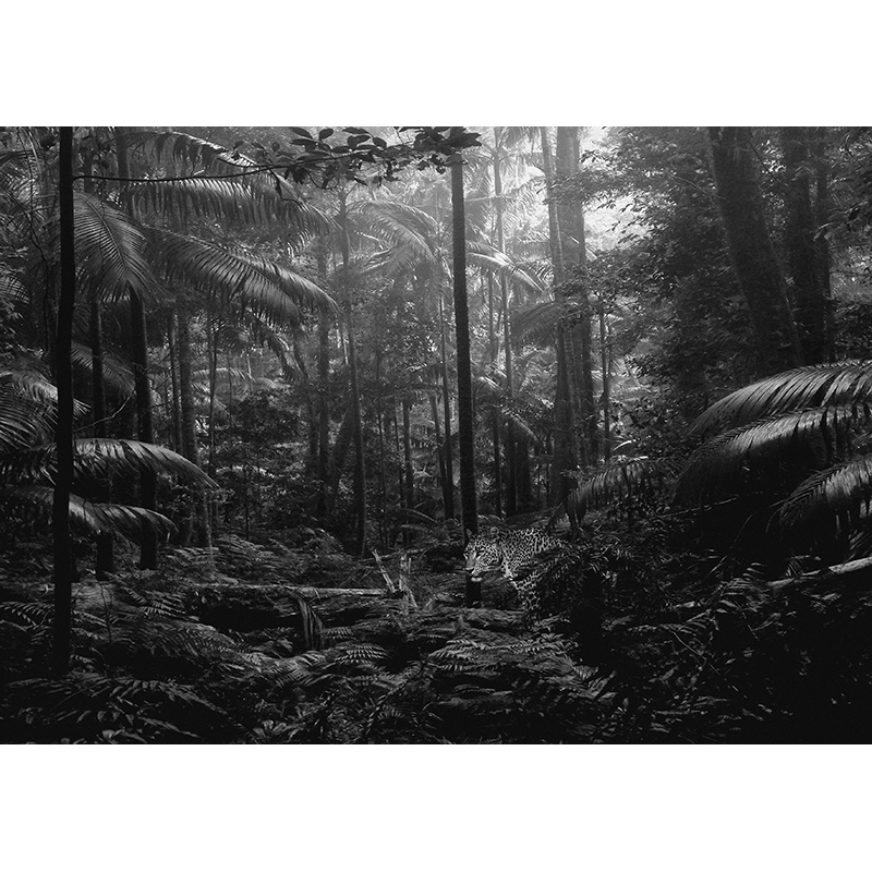 Cuadro foto en blanco y negro. Leopardo en la jungla
