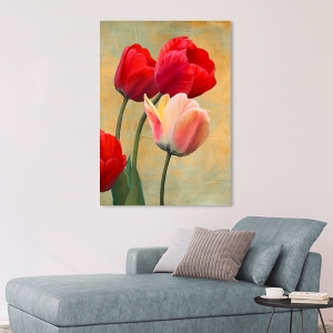 Wall art print and canvas. Luca Villa, Ruby Tulips