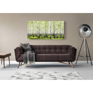 Wall art print and canvas. Birch forest in spring