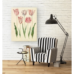 Wall art print and canvas. Johannes S. Holtzbecher, Tulipa gesneriana