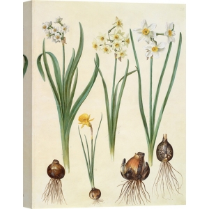 Cuadro en canvas. Johannes S. Holtzbecher, Botánica, Narcissus