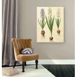 Wall art print and canvas. Johannes S. Holtzbecher, Hyacinthoides orientalis