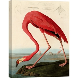 Quadro, stampa su tela. John James Audubon, American Red Flamingo