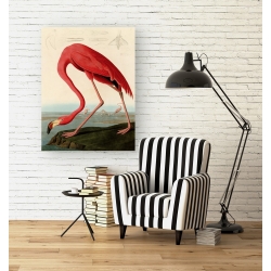 Cuadro de animales en canvas. Audubon, American Red Flamingo
