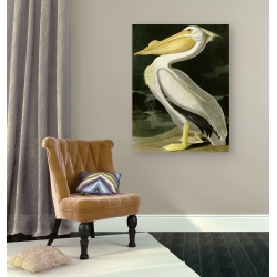 Cuadro de animales en canvas. Audubon, American White Pelican