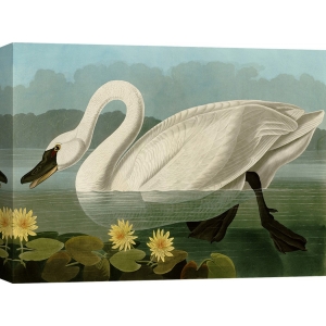 Wall art print and canvas. Audubon, Common American Swan