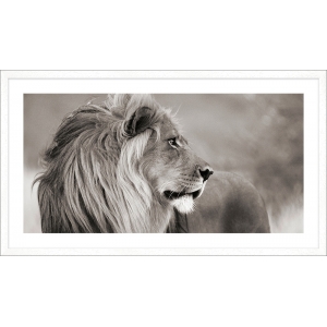 Leinwandbilder. Löwe in Namibia (BW)