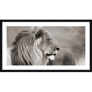 Cuadro de león en canvas. León en Namibia (BW)
