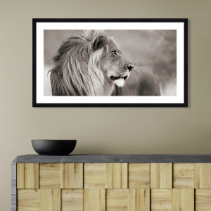 Cuadro de león en canvas. León en Namibia (BW)