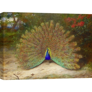 Wall art print and canvas. Archibald Thorburn, Peacock and Peacock Butterfly