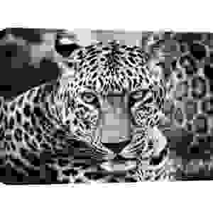 Quadro, stampa su tela. Dimitri Ersler, Giovane leopardo