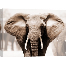 Quadro, stampa su tela. Elefante Africano