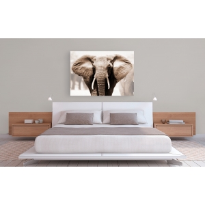 Leinwandbilder. Anonym, Afrikanischer Elefant