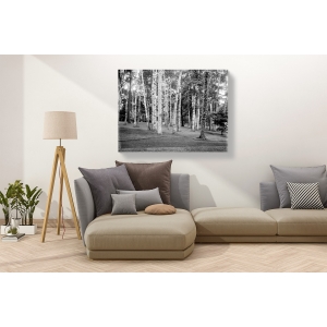 Wall art print and canvas. Among the birches