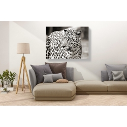 Tableau sur toile. Anonyme, Portrait d'un léopard, Afrique du Sud