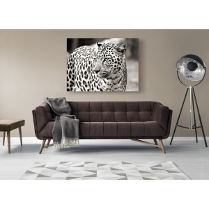 Quadro, stampa su tela. Ritratto di un leopardo, Sud Africa