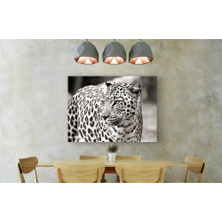 Tableau sur toile. Anonyme, Portrait d'un léopard, Afrique du Sud