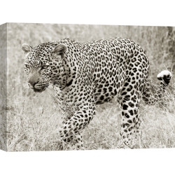 Wall art print and canvas. Leopard hunting