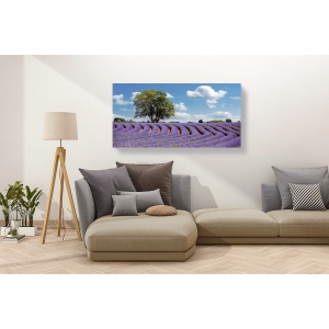 Leinwandbilder. Lavendelfelder in der Provence, Frankreich