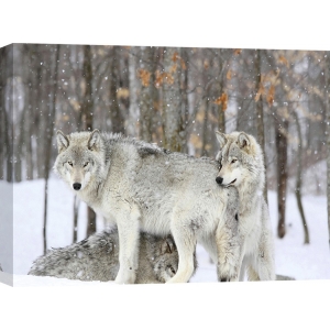 Cuadro animales, fotografía en canvas. Anónimo, Lobos grises durante una tormenta de nieve, Quebec