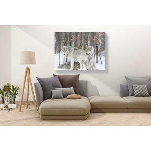 Cuadro animales, fotografía en canvas. Anónimo, Lobos grises durante una tormenta de nieve, Quebec