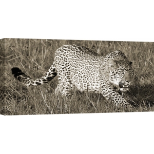 Quadro, stampa su tela. Pangea Images, Leopardo in caccia