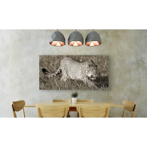 Cuadro animales, fotografía en canvas. Pangea Images, Caza de guepardo