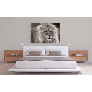 Leinwandbilder. Pangea Images, Afrikanischer Löwe