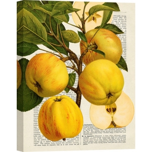 Wall art print and canvas. Remy Dellal, Seasonal Fruit, Apples
