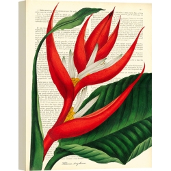 Wall art print and canvas. Remy Dellal, Vintage Botany I