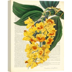 Quadro, stampa su tela. Remy Dellal, Vintage Botany III