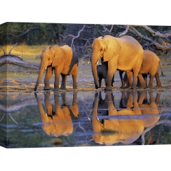 Tableau sur toile. Frank Krahmer, Éléphants d'Afrique, Botswana