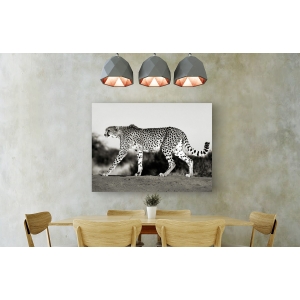 Cuadro animales, fotografía en canvas. Frank Krahmer, Cheetah, Namibia