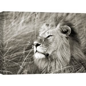 Tableau sur toile. Frank Krahmer, Lion d'Afrique, Masai Mara, Kenya 