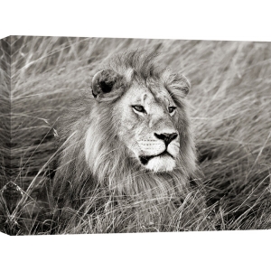 Wall art print and canvas. Krahmer, African lion, Masai Mara, Kenya