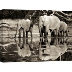Wall art print and canvas. Krahmer, African elephants, Okavango, Botswana