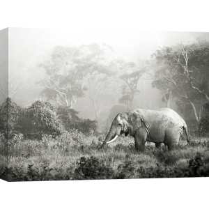 Cuadro animales, fotografía en canvas. Krahmer, Elefantes africano