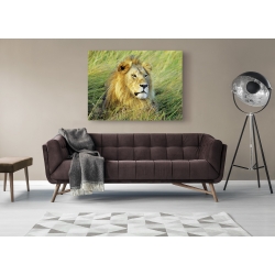 Tableau sur toile. Krahmer, Lion d'Afrique, Masai Mara, Kenya