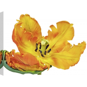 Cuadros naturaleza en canvas. Krahmer, Parrot tulip close-up