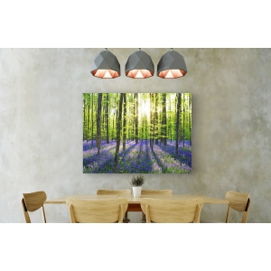 Wall art print and canvas. Krahmer, Beech forest with bluebells, Belgium