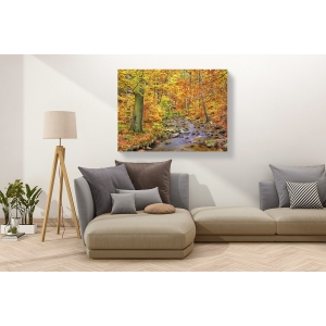 Wall art print and canvas. Krahmer, Beech forest in autumn, Ilse Valley, Germany