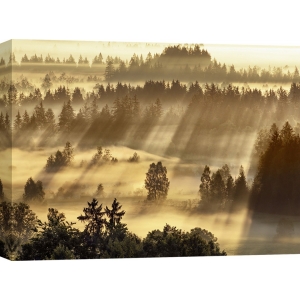 Cuadros naturaleza en canvas. Niebla en Sindelbachfilz, Baviera, Alemania