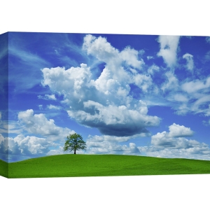 Wall art print and canvas. Krahmer, Oak and clouds, Bavaria, Germany